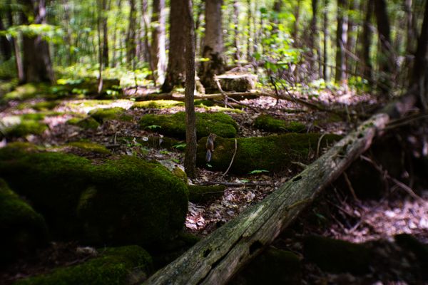 A chipmunk on a log in the woods