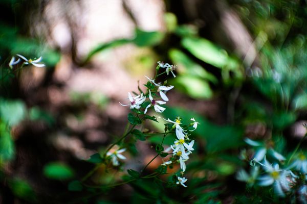 small white flowers