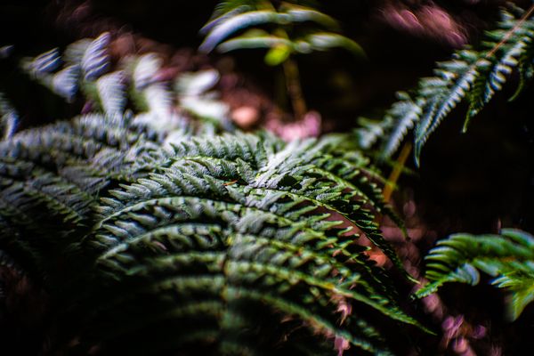 fern on the forest floor