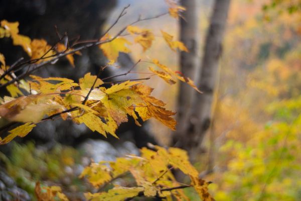 Golden leaves against a soft background.