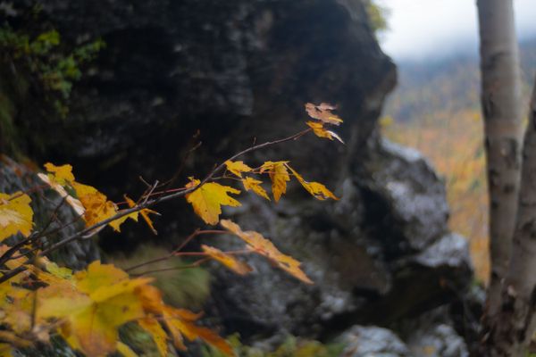 Golden leaves silhouetted against dark rocks.