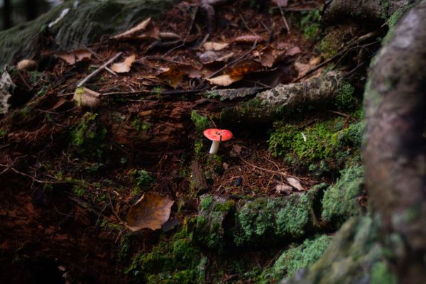 Red mushroom on the dark forest floor.