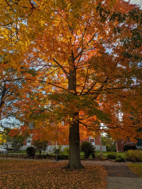 Morning light filtering down through the maple leaves.