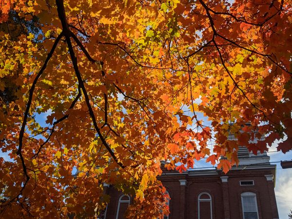 Morning light filtering down through the maple leaves.