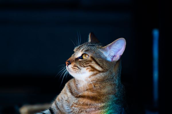 A cat looking up