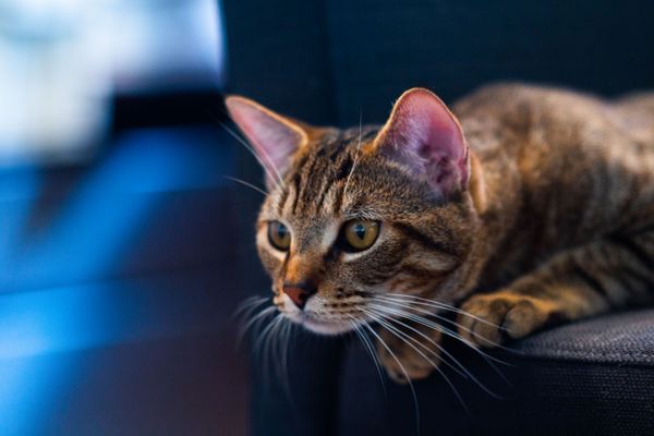 A cat looking intently past the camera