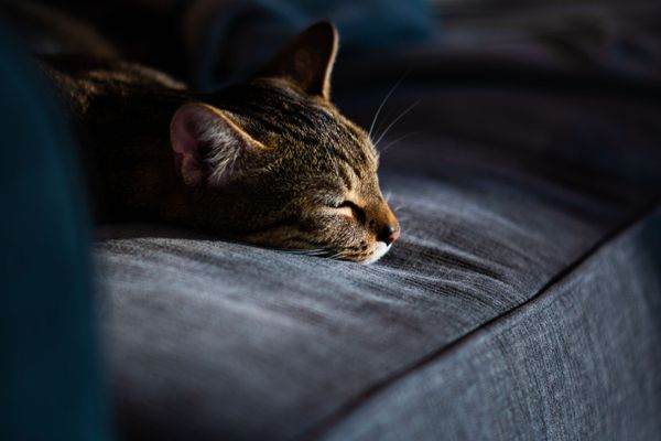 a cat naping in a sunbeam