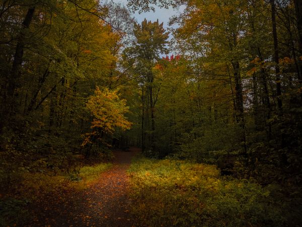 Soft light filtering down through colorful leaves.