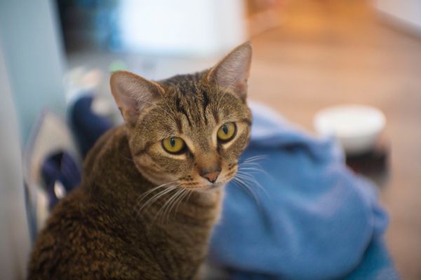 Max the cat looking back over his shoulder.