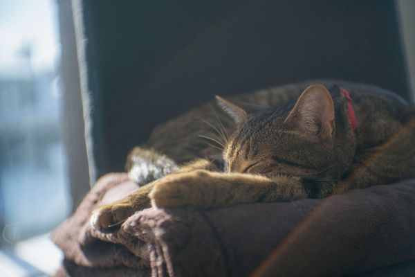 Max the cat sleeping in the sun.