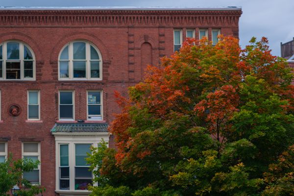 The top of an oak tree starting to change color in the fall.