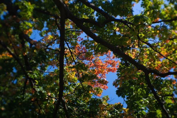 Leaves beginning to turn orange