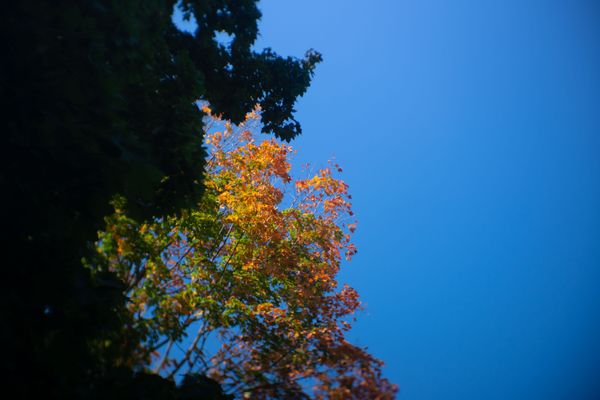 Fall leaves against a bright blue sky.