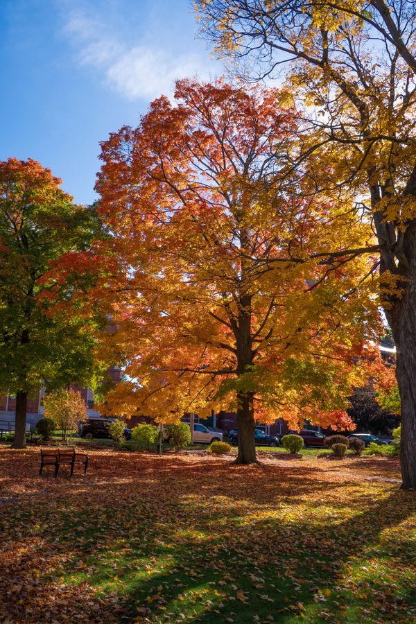 An ancient maple in the park.